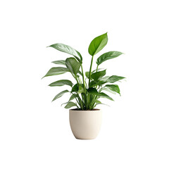 Collection of beautiful plants in ceramic pots isolated on transparent background.collection of ornamental plants in pots.
