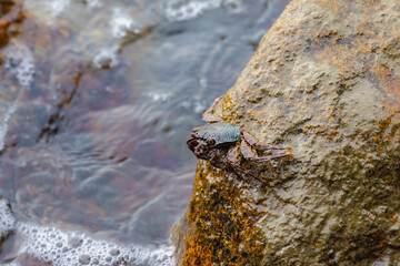 Selective focus of crab in its natural habitat, Leptograpsus variegatus, known as the purple rock crab is a marine large-eyed crab of the family Grapsidae, Living out naturally animal along seashore.