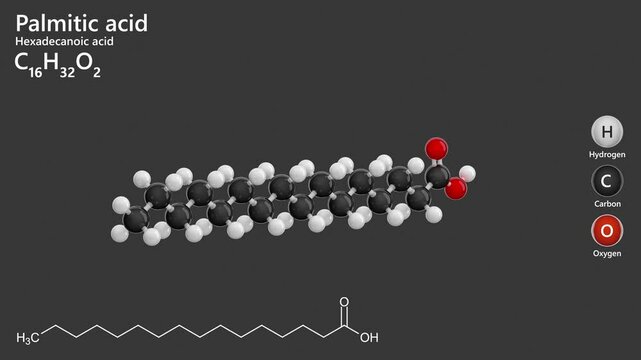 Palmitic acid or hexadecanoic acid. Palm oil. Animated 3D model of a molecule. Molecular formula: C16H32O2. Chemical model: Ball and stick. Gray background. 3D rendering. Seamless loop.