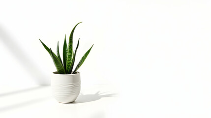 Fototapeta premium A serene snake plant thrives in a minimalist white pot, casting gentle shadows against a bright backdrop. Tranquility personified.