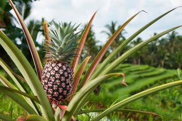 Obraz premium Pink pineapple growing on a plantation in Bali – a unique tropical fruit and traditional farming
