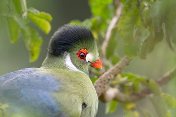 Tropical bird in a tree