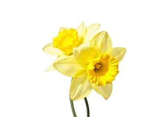 yellow daffodil isolated on white