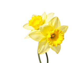 yellow daffodil isolated on white