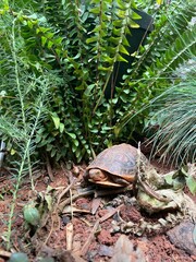 turtle in the grass