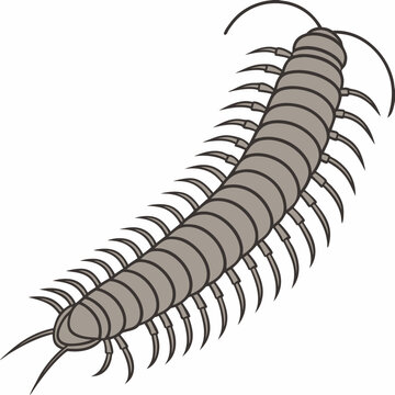 gray centipede crawling on white background clip art preview