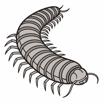 gray centipede crawling on white background clip art preview