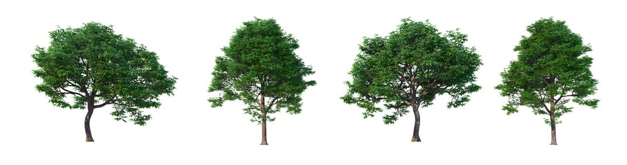 Trees isolated on transparent background