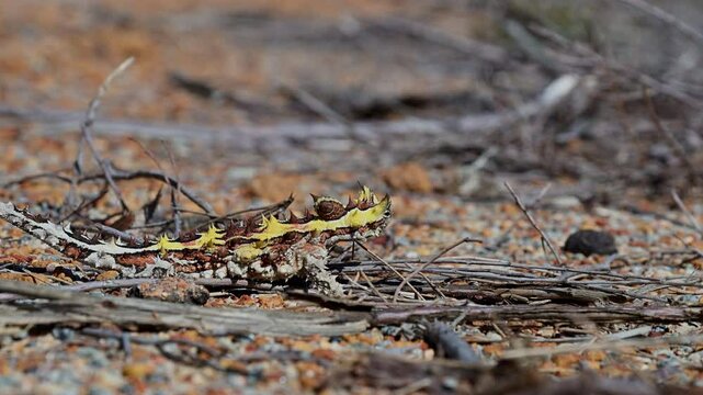 spiny little thorny devil, Moloch horridus, a small lizard native to arid regions of Australia, walking across the ground at Kalbarri national park and foraging for ants.