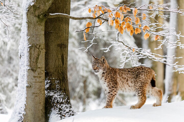 Lynx in winter. Young Eurasian lynx, Lynx lynx, walks in snowy beech forest. Beautiful wild cat in nature. Cute animal with spotted orange fur. Beast of prey in frosty day. Predator in habitat. © Vaclav