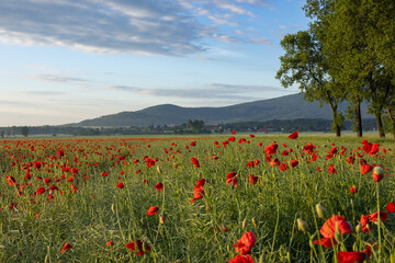 Scenic view of a vibrant red poppy field at sunrise with green rolling hills and trees in the background, under a clear blue sky with fluffy clouds. Nature, tranquility and countryside beauty