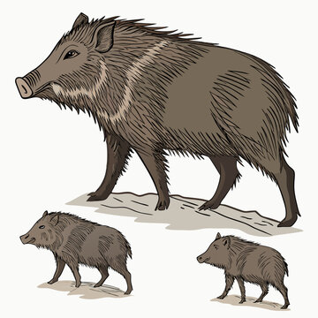 Peccaries are wild, pig-like mammals found in the Americas, often with distinctive tusks and a unique, rugged appearance.