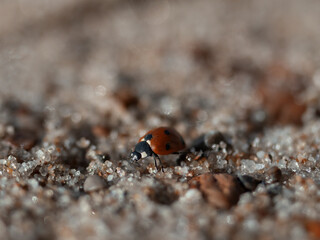 ladybug on the ground