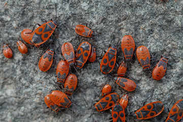 red and yellow bugs on a stone