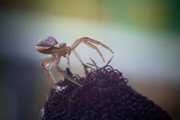 spider on the flower