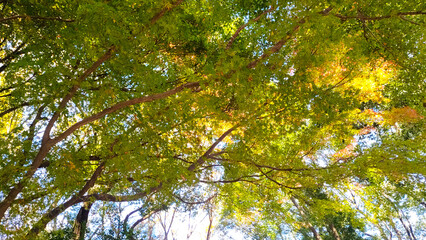 紅葉の輝くような木漏れ日の写真背景素材