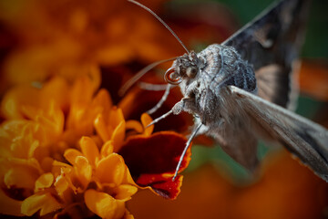 Silver butterfly on a flower