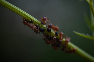 Red ants on a leaf
