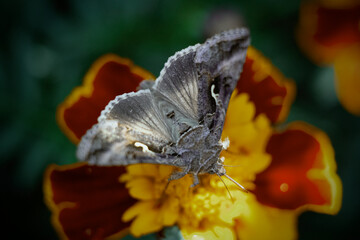 grey butterfly on a flower