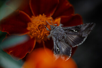 grey butterfly on a red flower