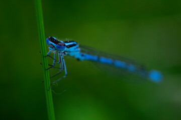 blue dragonfly on a green leaf
