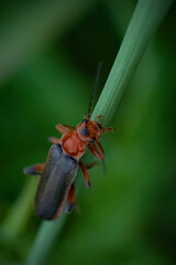 Black-red bug on a leaf