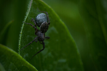 Mother spider on a leaf