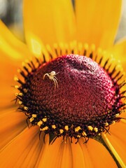 Little spider on a sunflower close up