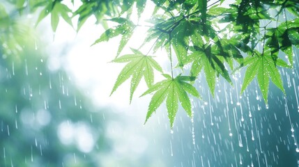 Lush green maple leaves glistening under soft rain.