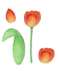Flowers tulips. Yellow tulips in watercolor.
petal, stem, leaf. Collection of illustrations. Floral, bright. Tulip on a white background.