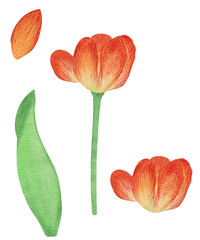 Flowers tulips. Yellow tulips in watercolor.
petal, stem, leaf. Collection of illustrations. Floral, bright. Tulip on a white background.