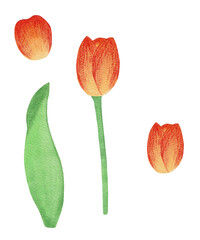 Flowers tulips. Yellow tulips in watercolor.
petal, stem, leaf. Collection of illustrations. Floral, bright. Tulip on a white background.