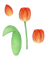 Flowers tulips. Yellow tulips in watercolor.
petal, stem, leaf. Collection of illustrations. Floral, bright. Tulip on a white background.