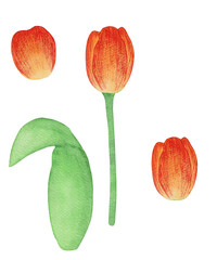 Flowers tulips. Yellow tulips in watercolor.
petal, stem, leaf. Collection of illustrations. Floral, bright. Tulip on a white background.