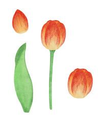Flowers tulips. Yellow tulips in watercolor.
petal, stem, leaf. Collection of illustrations. Floral, bright. Tulip on a white background.