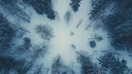 Aerial view of snow-covered forest in winter. (1)