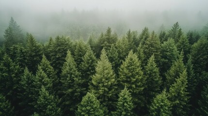 Fototapeta premium Misty evergreen forest, aerial view.