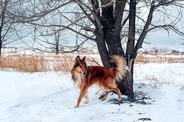dog running in the snow