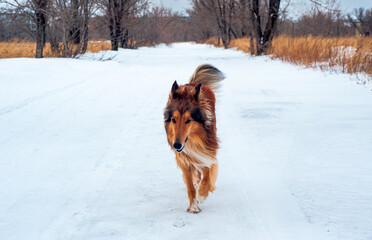 woman with dog in winter