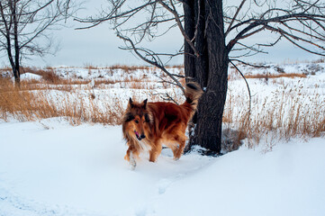 dog running in the snow
