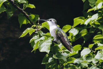 Obraz premium A serene backyard scene with a hummingbird feeding from a hanging feeder, with soft sunlight filtering through the trees