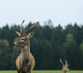 Junger Hirsch im Gehege der gerade Bast verliert