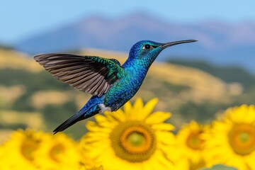 Obraz premium A vibrant hummingbird flying over a field of sunflowers, its colors contrasting beautifully with the yellow petals