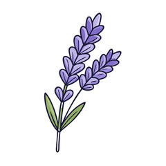 lavender flower illustration, flower vector art, flower icon - Minimalistic flat illustration of lavender flower flower, perfect for icons, logos, and floral-themed designs.

