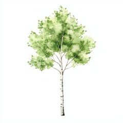 Watercolor birch tree clipart nature cute style white background