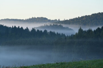 Bauminsel im Nebel. Fichtenwald in hügeliger Landschaft im Morgennebel