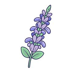 salvia flower illustration, flower vector art, flower icon - Minimalistic flat illustration of salvia flower flower, perfect for icons, logos, and floral-themed designs.

