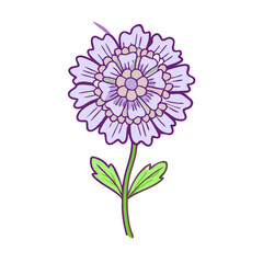 scabiosa flower illustration, flower vector art, flower icon - Minimalistic flat illustration of scabiosa flower flower, perfect for icons, logos, and floral-themed designs.

