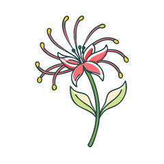 spider lily flower illustration, flower vector art, flower icon - Minimalistic flat illustration of spider lily flower flower, perfect for icons, logos, and floral-themed designs.

