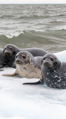 Seals resting on ice near ocean, showcasing their unique patterns and textures